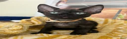 Devon Rex cats for sale: Affectionate Devon Rex kittens - Advert 24