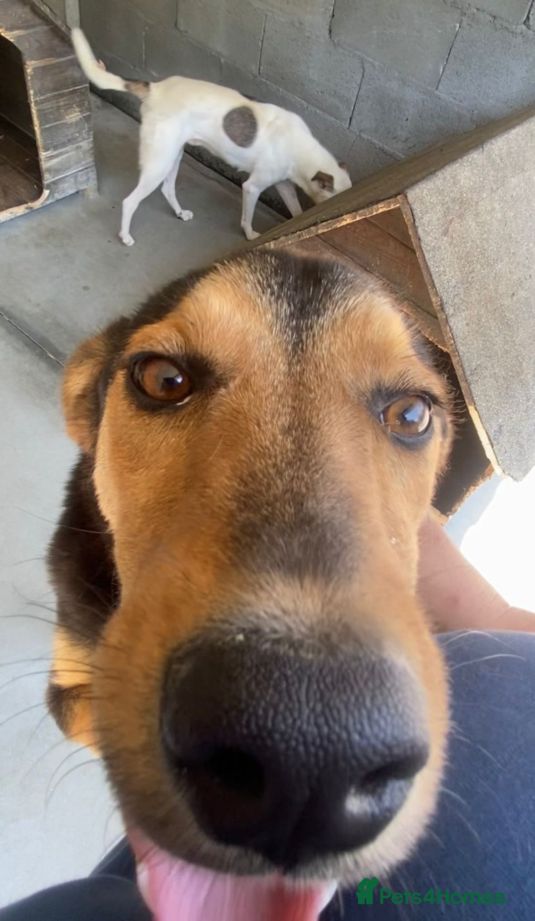 Mixed Breed dogs for adoption: Murphy, 1-2 yrs old. Available for adoption. - Advert 5