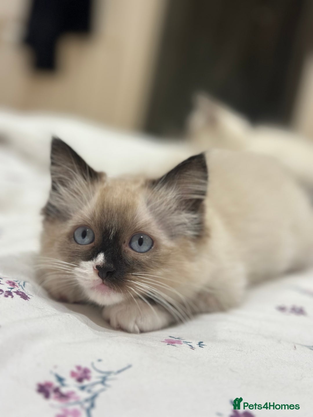 Ragdoll cats for sale: Last boy available! GCCF parents, pure ragdoll🤍 - Advert 1