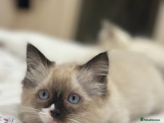 Ragdoll cats Last boy available! GCCF parents, pure ragdoll🤍 - Advert 3