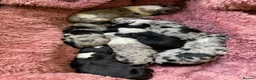 Border Collie dogs for stud: Pure breed Blue merle border collie for stud only - Advert 15