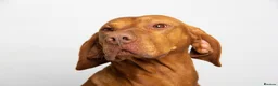 Hungarian Vizsla dogs for sale: Hungarian Vizsla puppies 2 boys and 6 girls. - Advert 6