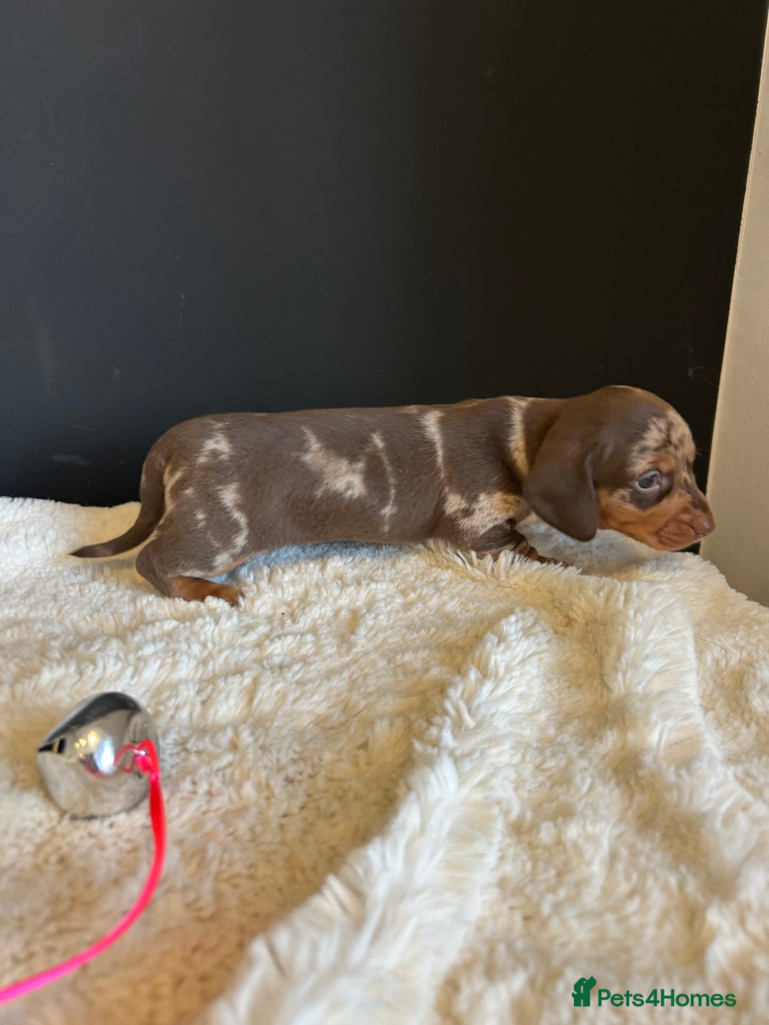 Miniature Dachshund dogs for sale: Smooth Hair Boys -5 star Breeder ⭐️⭐️⭐️⭐️⭐️ - Advert 8