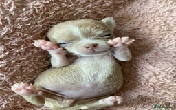 Chihuahua dogs for sale: Exquisite KC Registered Apple Chihuahua Puppies 💖 - Image 17