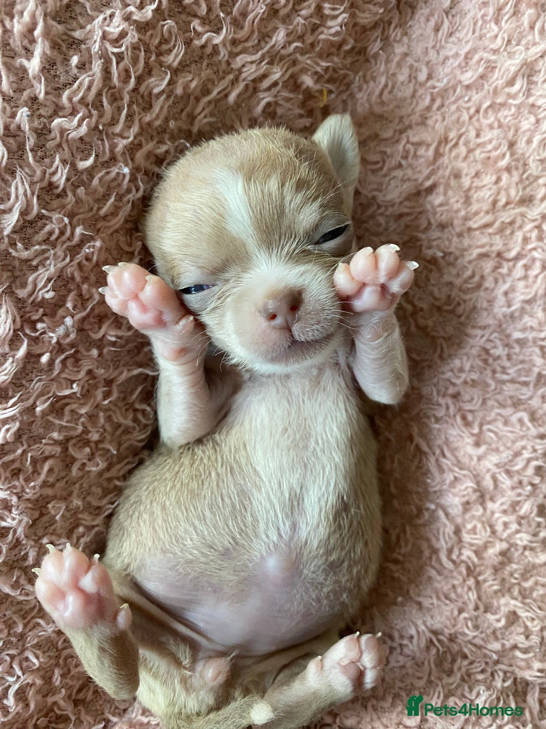 Chihuahua dogs for sale: Exquisite KC Registered Apple Chihuahua Puppies 💖 - Image 17
