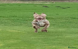 Staffordshire Bull Terrier dogs for sale: Staffordshire bull terrier for rehoming  - Image 3
