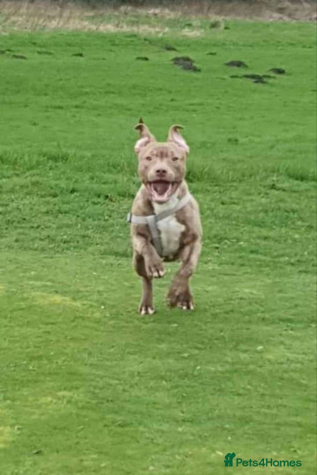 Staffordshire Bull Terrier dogs for sale: Staffordshire bull terrier for rehoming  - Image 3