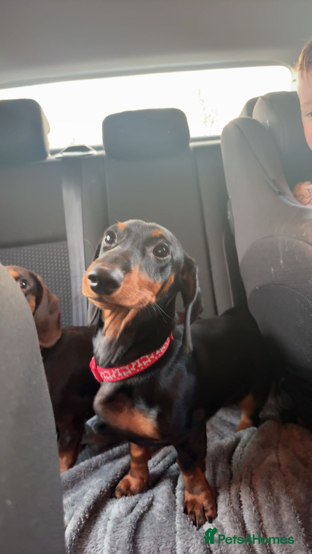 Dachshund dogs for sale: 6 month dachshund  - Advert 4