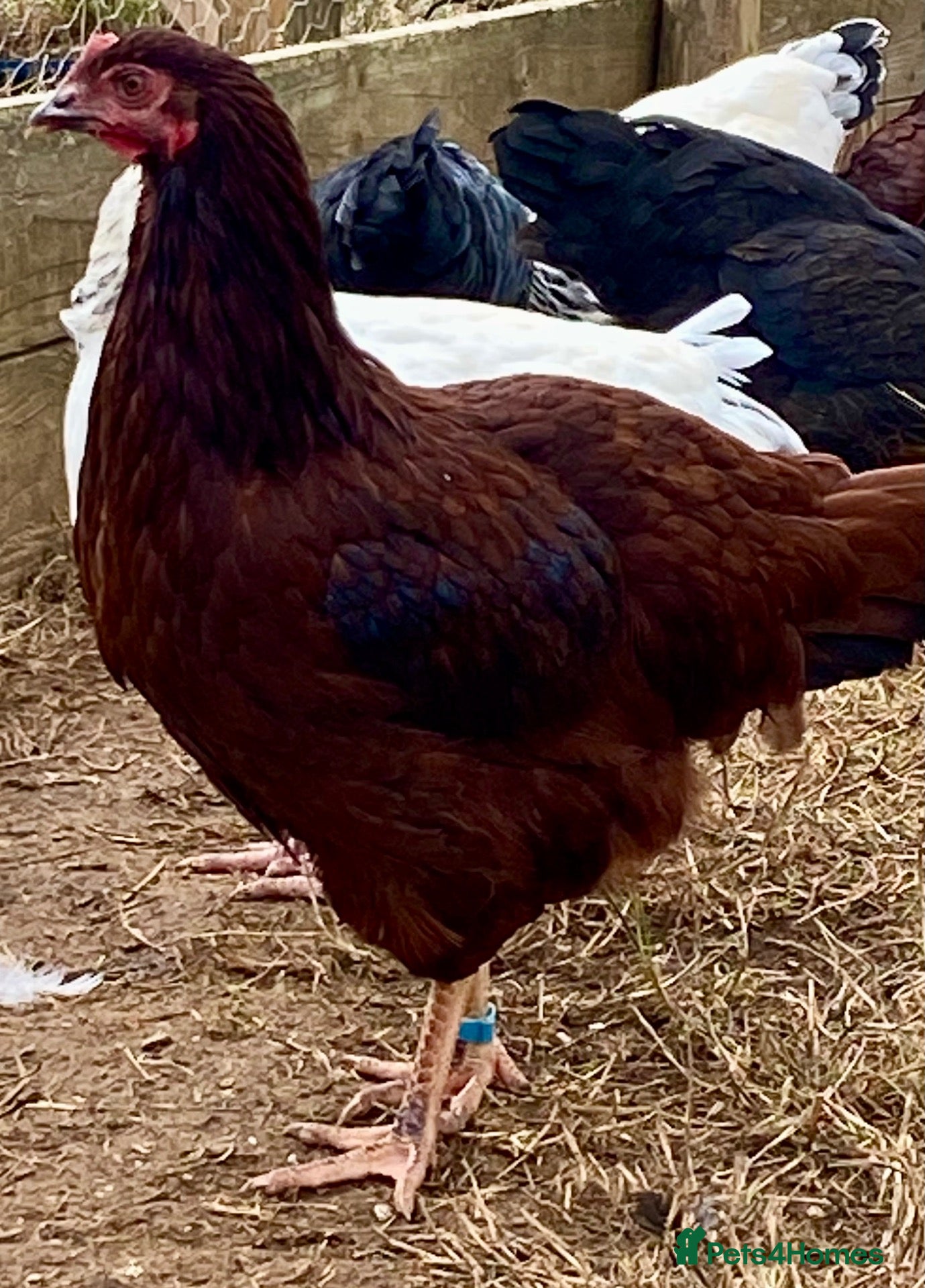 Chickens poultry Rhode Island Red - Advert 2