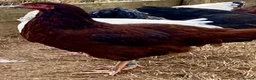 Chickens poultry for sale: Rhode Island Red - Advert 8