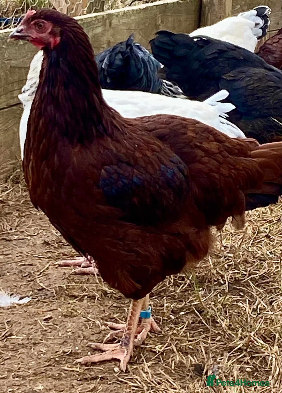 Chickens poultry for sale: Rhode Island Red - Advert 2