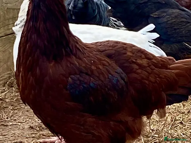 Chickens poultry for sale: Rhode Island Red - Advert 2
