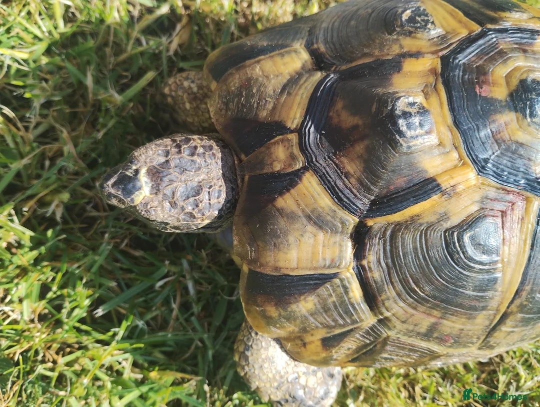 Hermann Tortoise reptiles for sale: 10 yrs old male Hermanns tortoise in Beccles - Advert 1