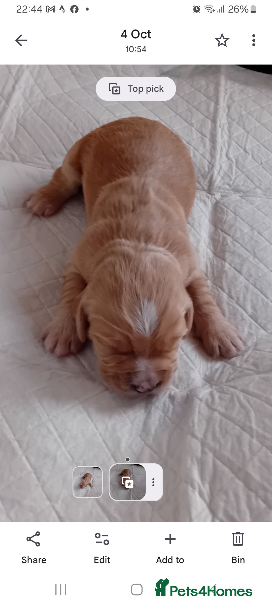 Cocker Spaniel dogs for sale: KC REGISTERED WORKING COCKER SPANIELS  - Image 5