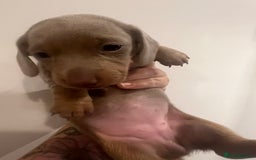 Miniature Dachshund dogs for sale: Isabella and tan miniature dachshund  - Image 10