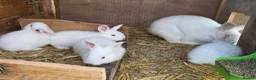 New Zealand rabbits for sale: Newzeland white rabbits  - Advert 1