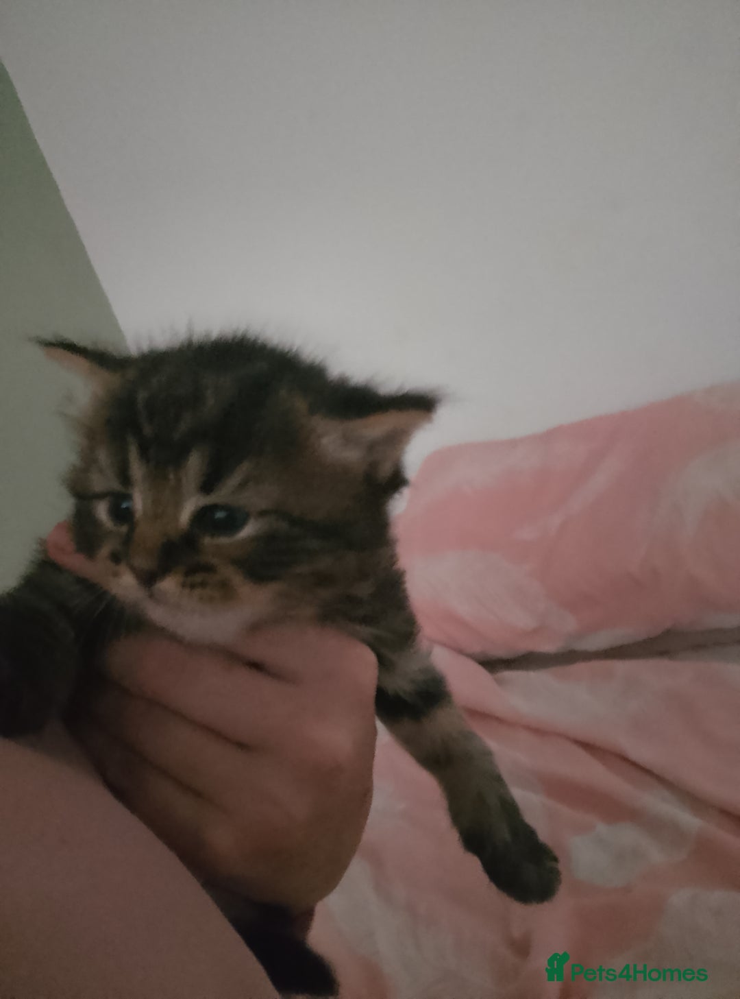 Mixed Breed cats for sale: 2 kittens  - Image 4