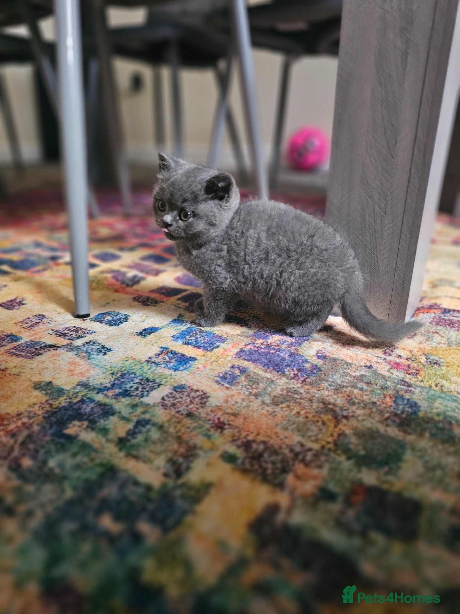 British Shorthair cats British Shorthair beautiful kitten (female) - Advert 11