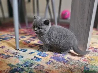 British Shorthair cats British Shorthair beautiful kitten (female) - Advert 11
