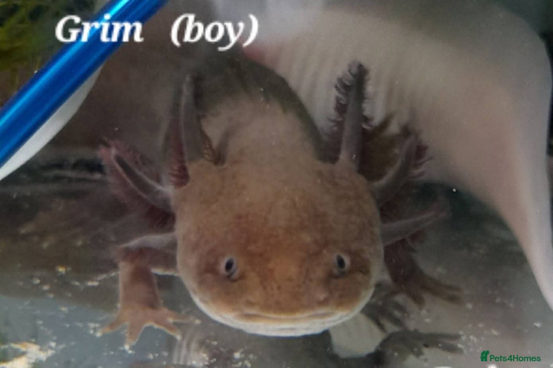 Other/Mixed Breed fish for sale: 4x axolotles - Advert 3