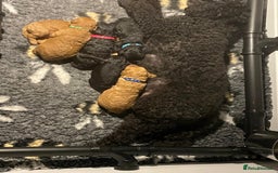Miniature Poodle dogs for sale: KC reg miniature poodles, 5* licensed  - Image 13