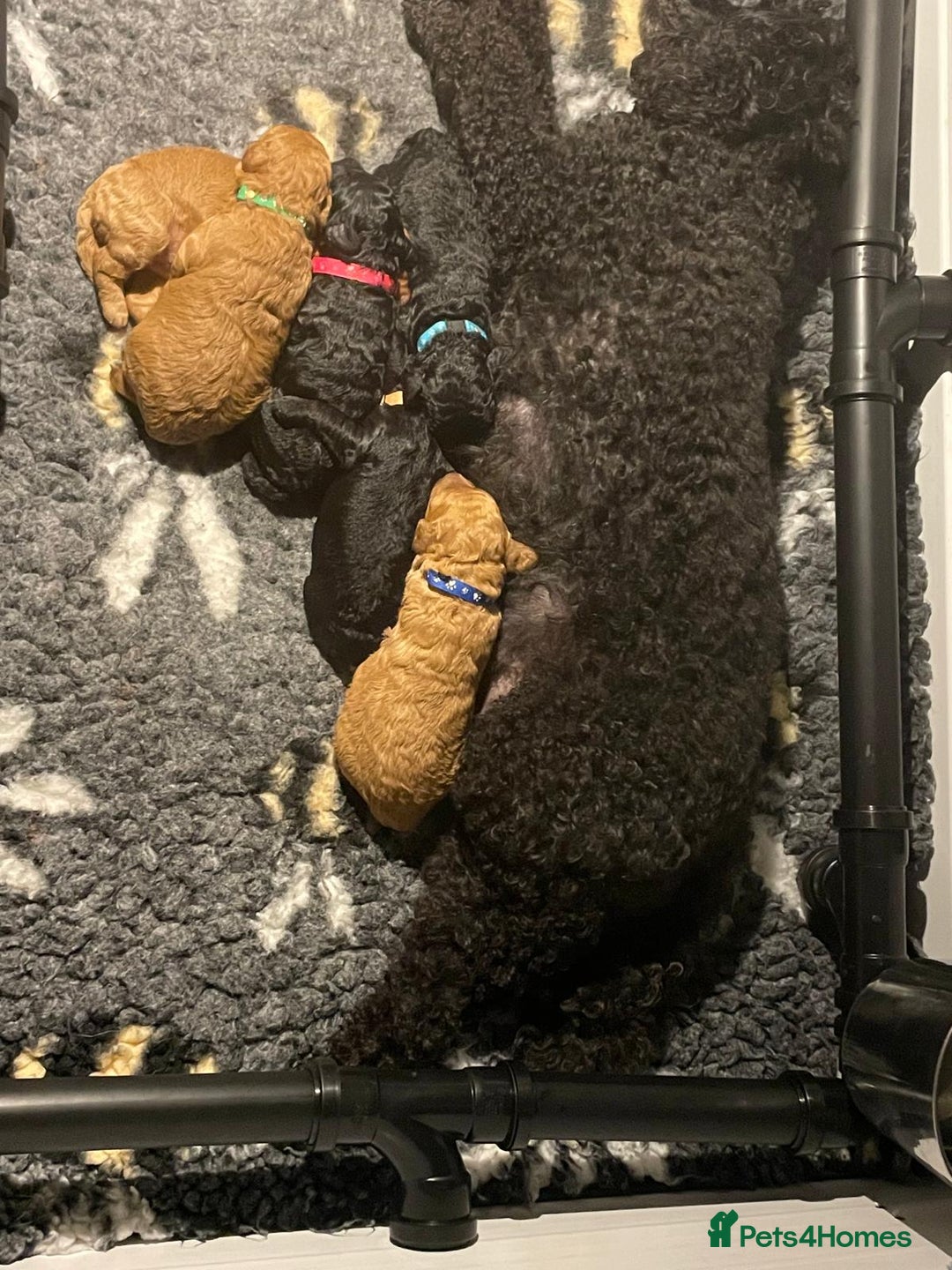Miniature Poodle dogs for sale: KC reg miniature poodles, 5* licensed  - Image 13