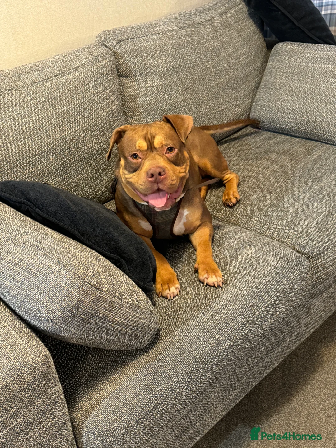 American Bully dogs for sale: Pocket bully looking for a new home - Advert 4