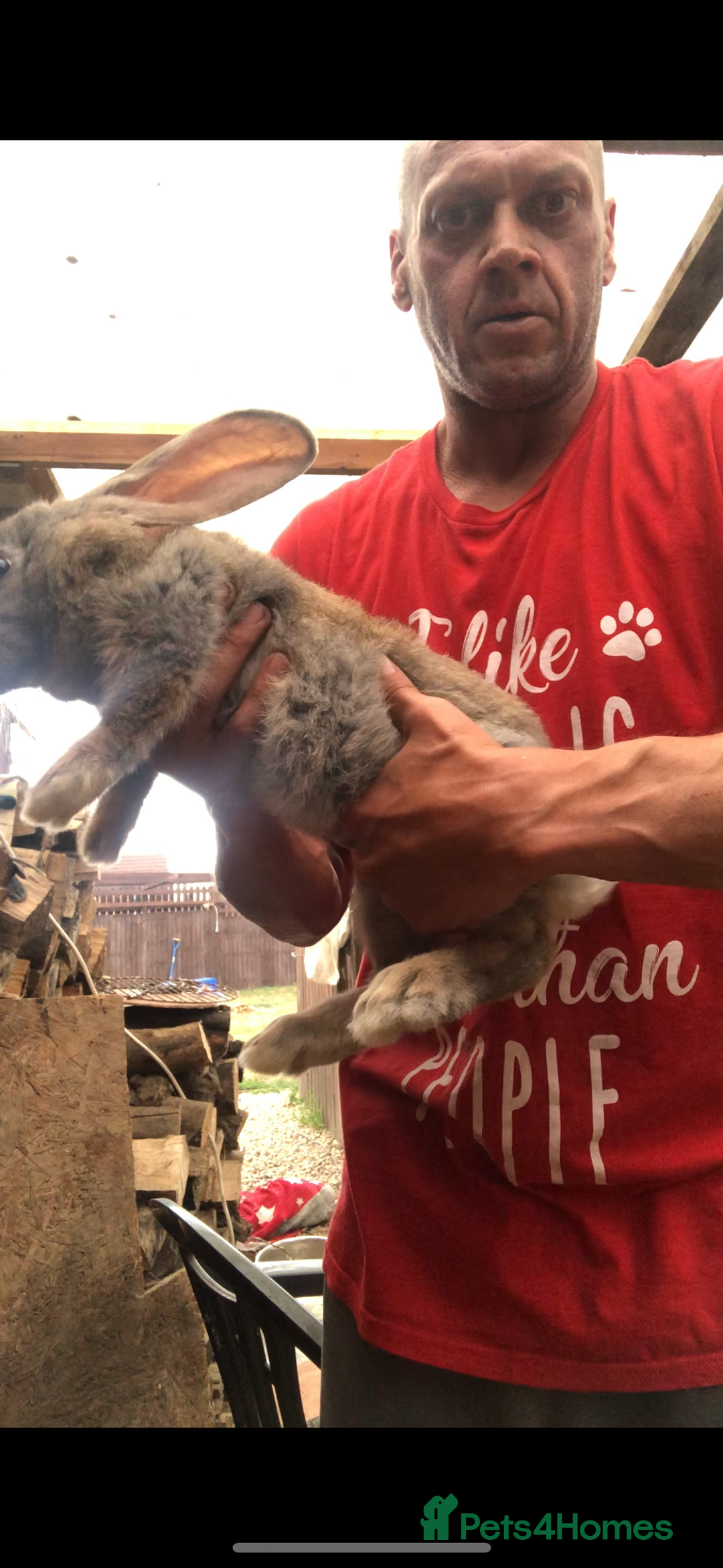 Continental Giant rabbits for sale: Continental giants  - Image 11