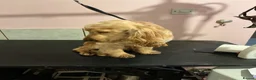 Cocker Spaniel dogs for sale: Beautiful Golden show type Cocker for sale  - Advert 3