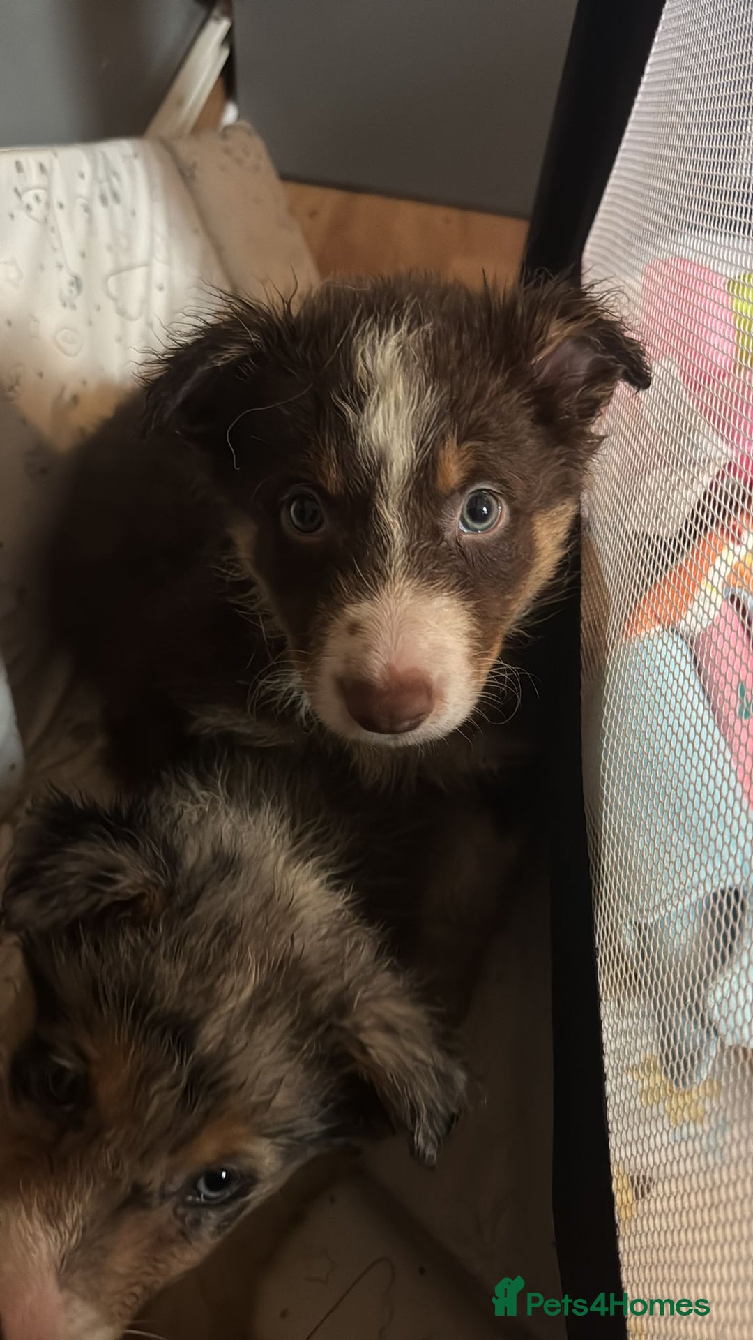 Border Collie dogs for sale: REDUCED BORDER COLLIE PUP  - Advert 4