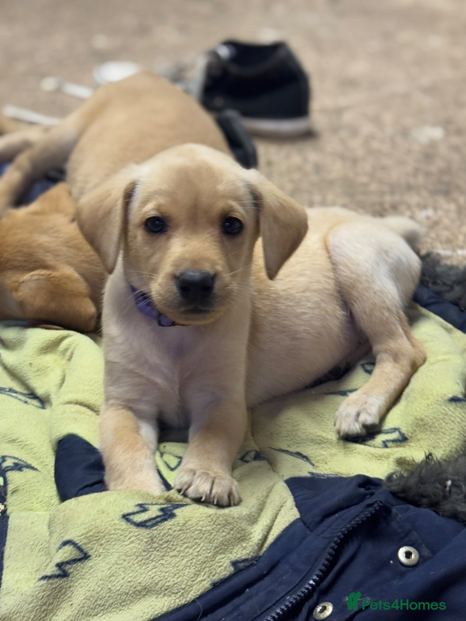 Labrador Retriever dogs One beautiful girl available - Advert 13