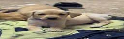 Labrador Retriever dogs for sale: One beautiful girl available - Advert 1