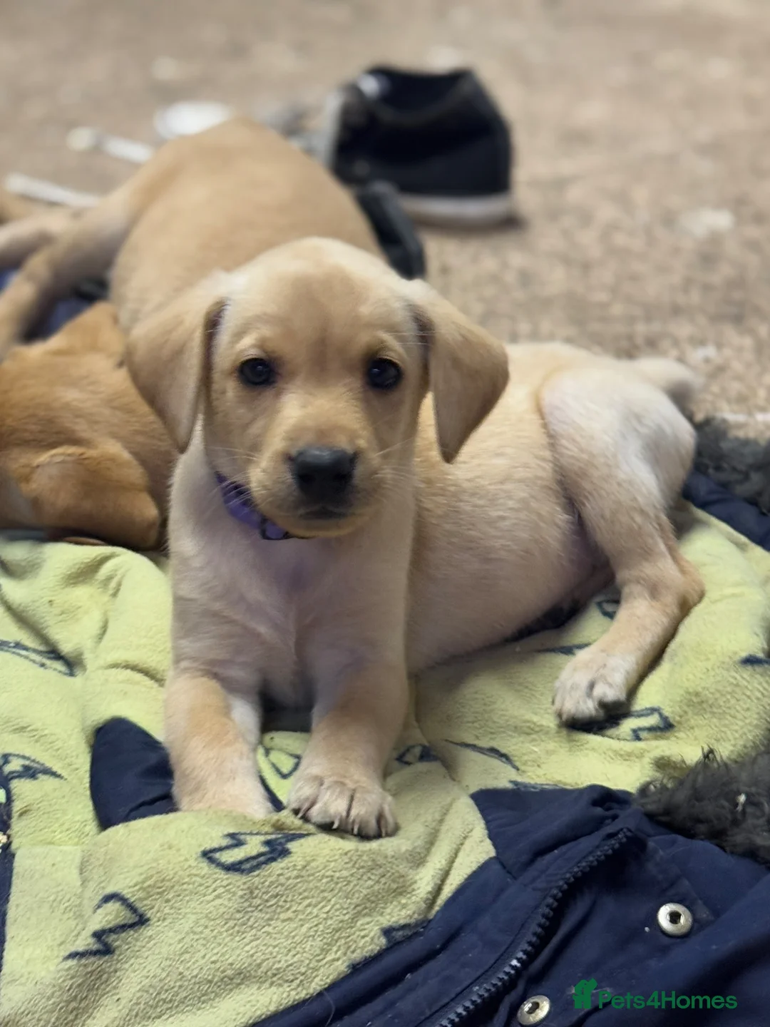 Labrador Retriever dogs for sale: One beautiful girl available - Advert 1