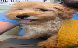 Cavachon dogs for sale: Cavavapoochon boy  - Image 4
