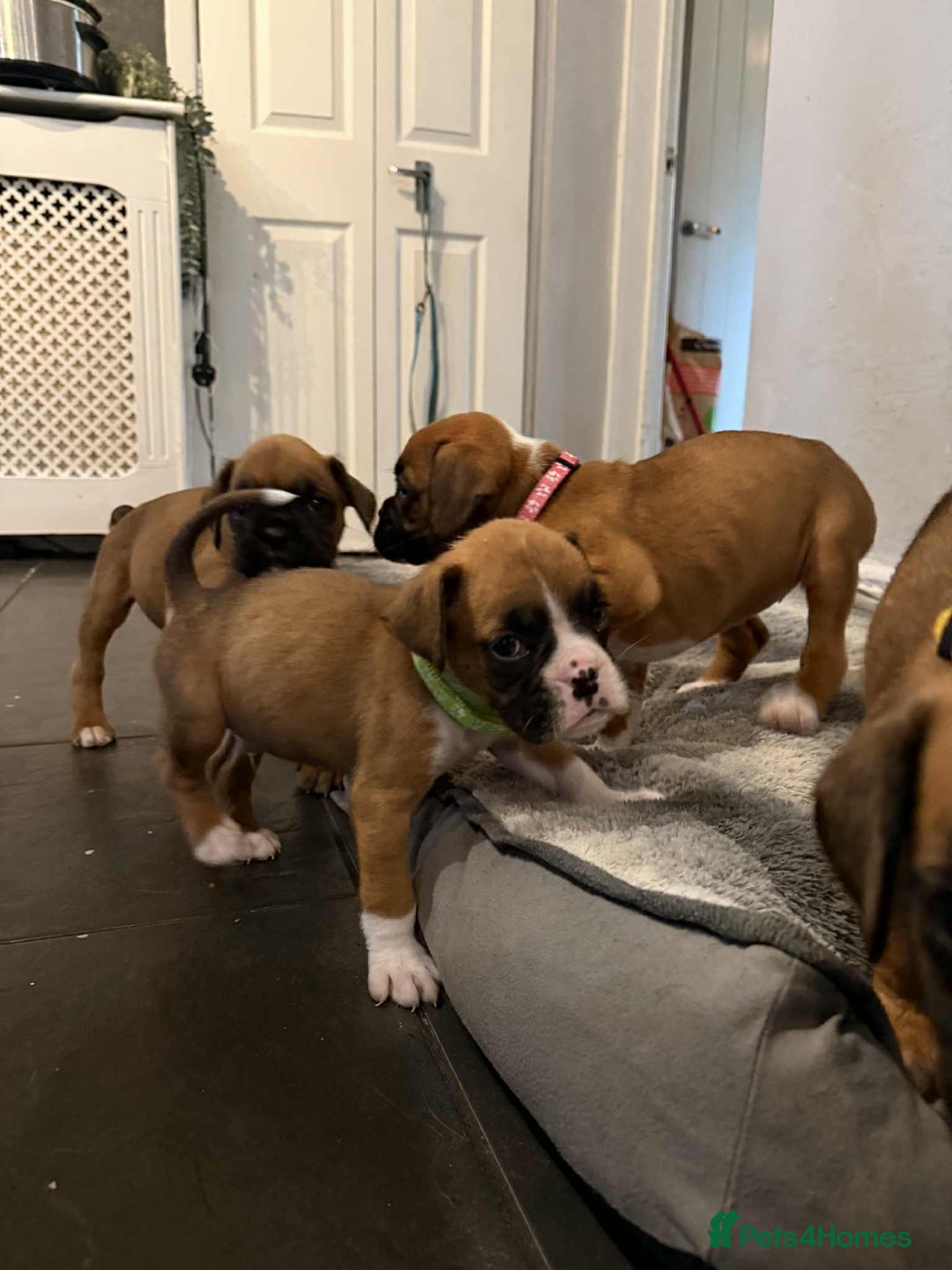 Boxer dogs for sale: Gorgeous litter of red and white boxers.  - Image 5
