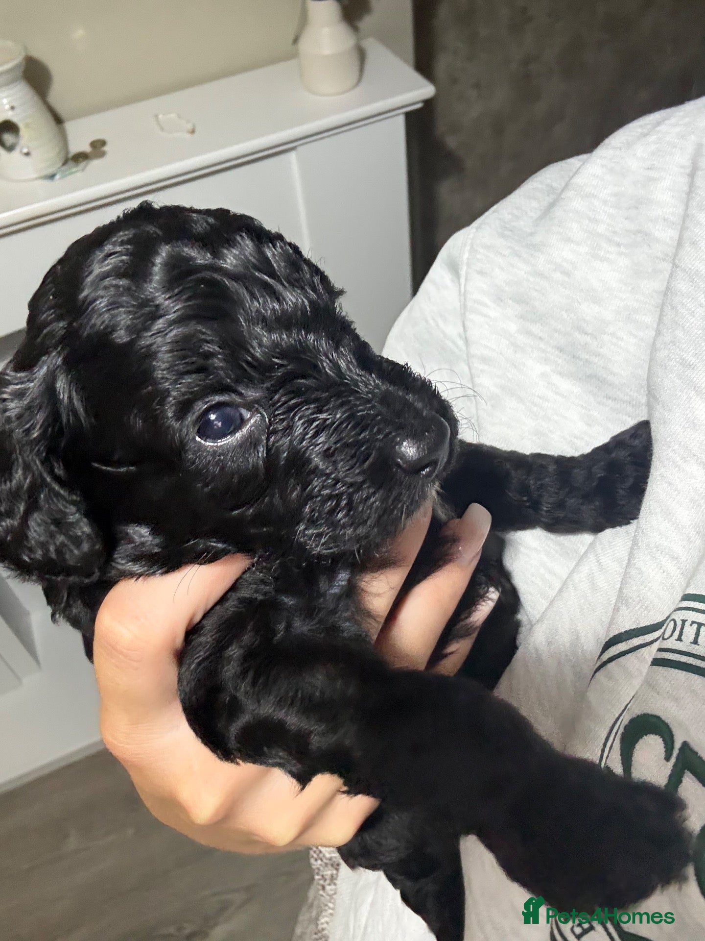 Cockapoo dogs Beautiful cockapoo puppies black black/white - Advert 18