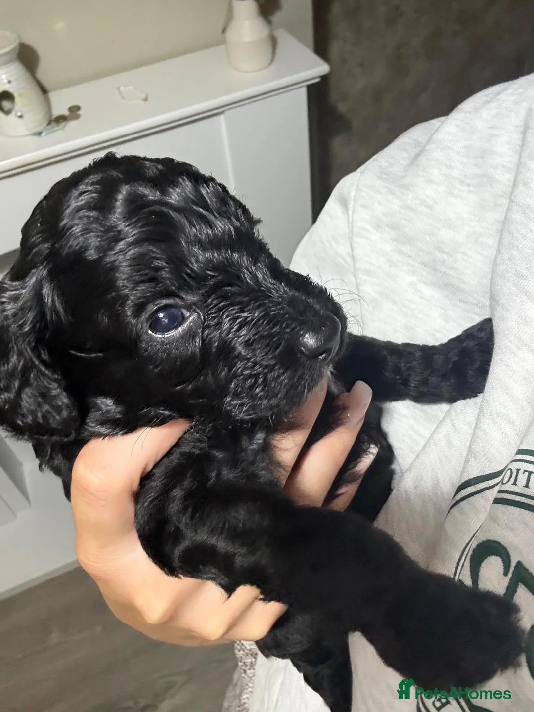 Cockapoo dogs for sale: Beautiful cockapoo puppies black black/white - Advert 2