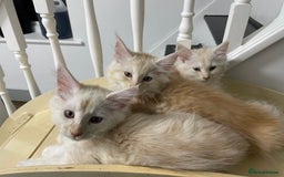 Maine Coon cats for sale: Maine Coon Cross Kittens 3 Girls , 2 Boys - Image 17