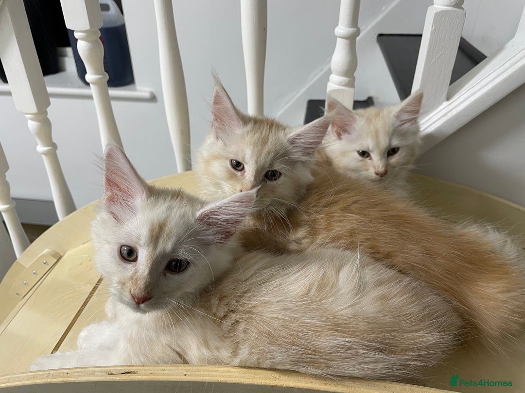 Maine Coon cats for sale: Maine Coon Cross Kittens 3 Girls , 2 Boys - Image 17