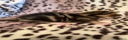 Bengal cats for sale: 4 beautiful Bengal X kittens for sale  - Advert 7