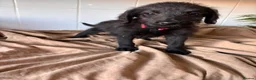 Labradoodle dogs for sale: 🐾 Beautiful Labradoodle Puppies 🐾 - Advert 3