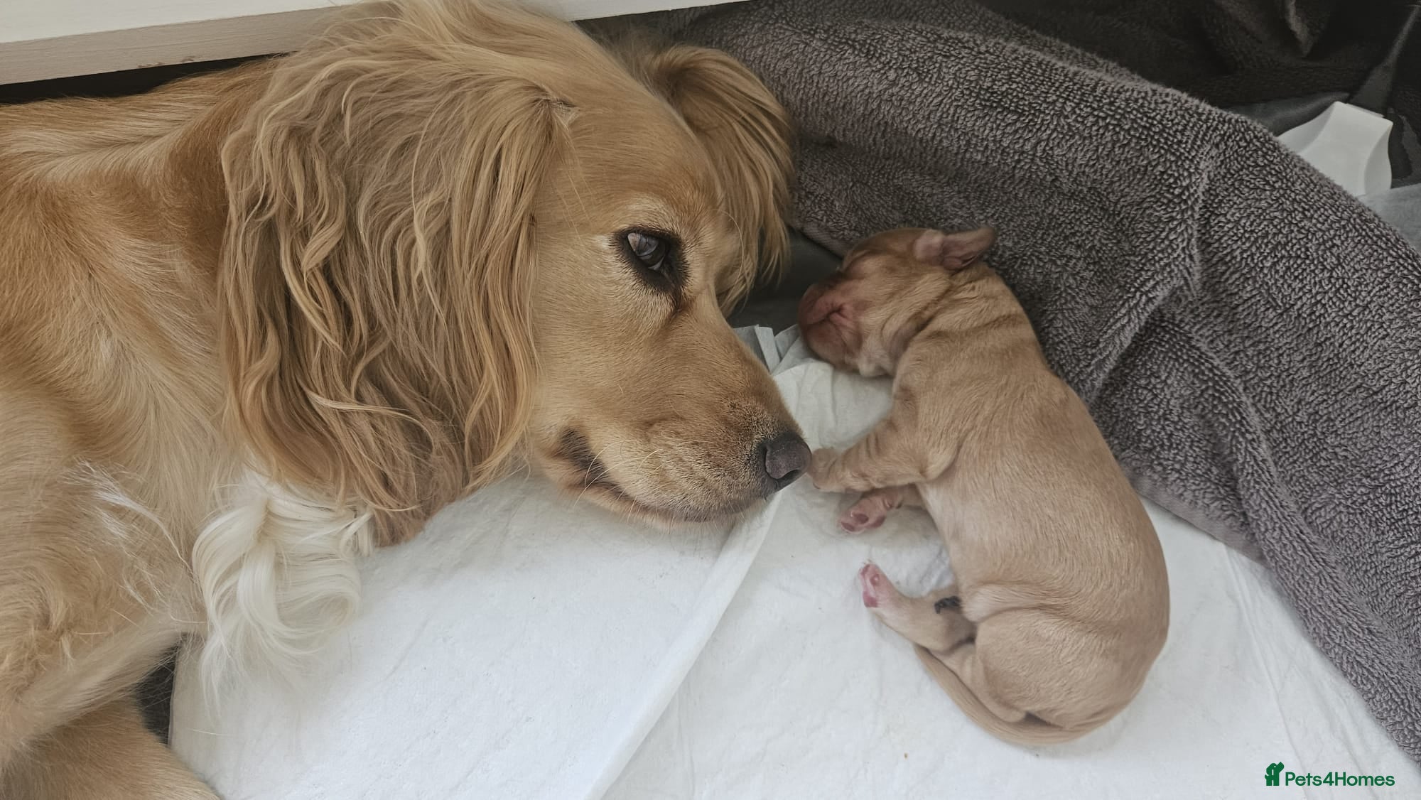 Cocker Spaniel dogs ✨ Beautiful Puppy Looking for Her Forever Home ✨ - Advert 2