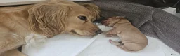 Cocker Spaniel dogs for sale: ✨ Beautiful Puppy Looking for Her Forever Home ✨ - Advert 1