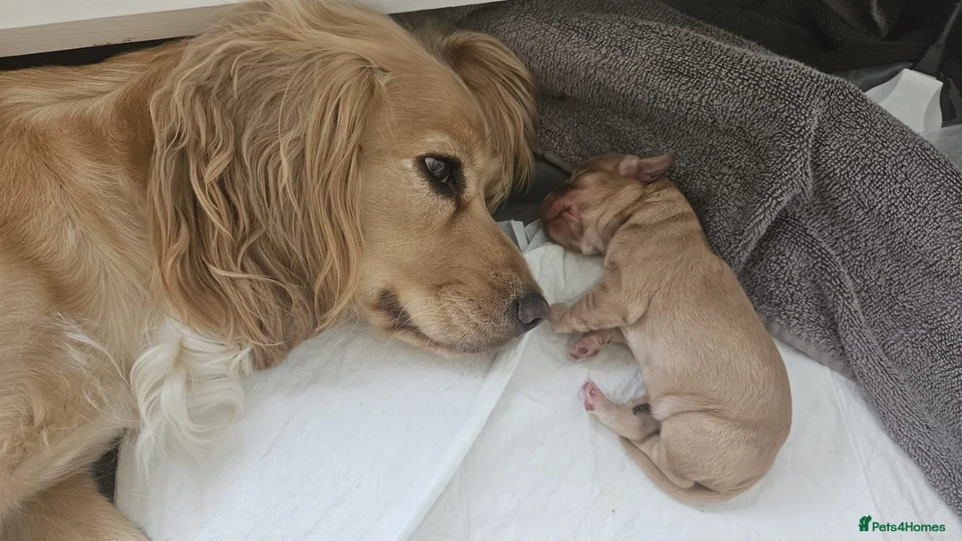 Cocker Spaniel dogs for sale: ✨ Beautiful Puppy Looking for Her Forever Home ✨ - Advert 1