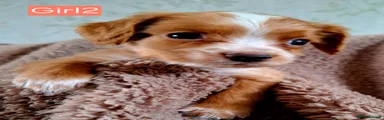 Cocker Spaniel Puppy 2