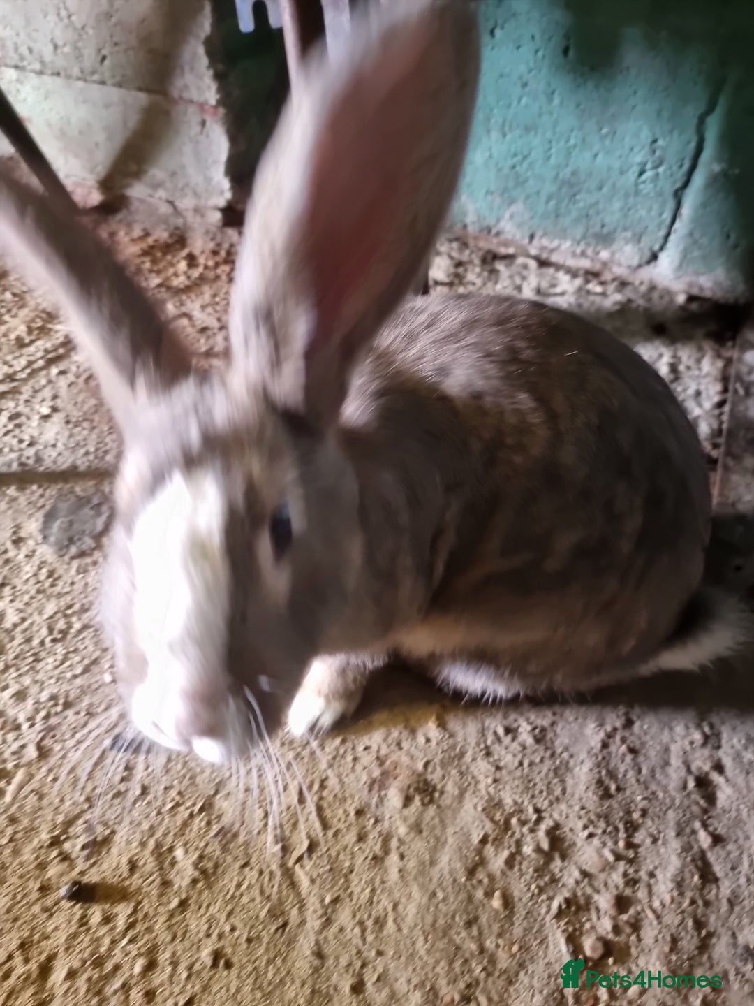 Continental Giant rabbits for sale: Giant rabbit - Image 5