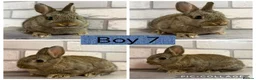 Netherland Dwarf rabbits for sale: Netherland Dwarf Baby Bunnies  - Advert 5