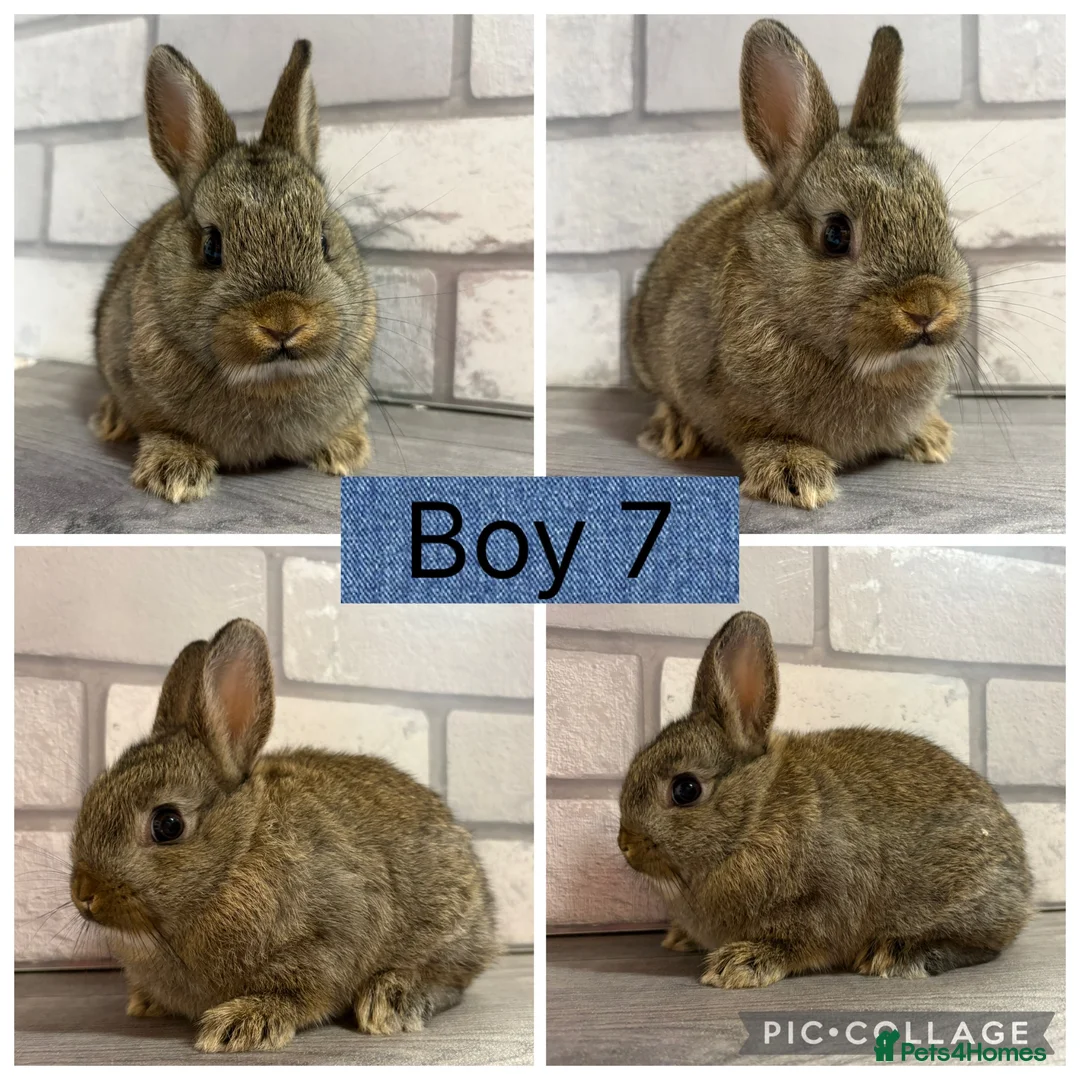Netherland Dwarf rabbits for sale: Netherland Dwarf Baby Bunnies  - Advert 5