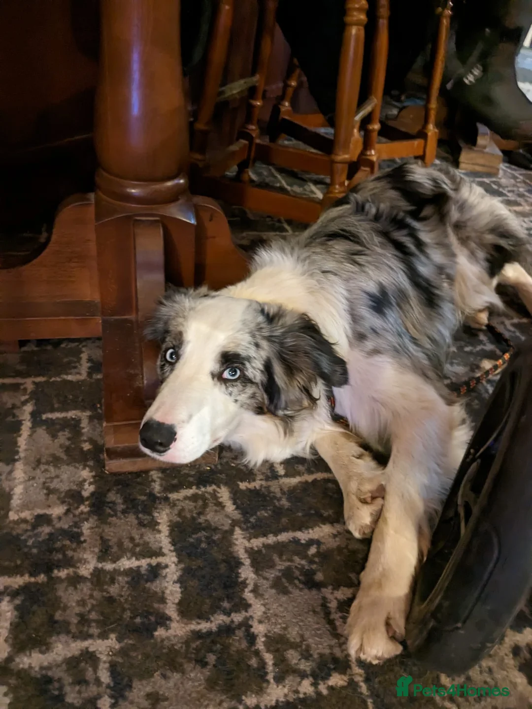 Border Collie dogs for stud: Proven tri blue Merle with two blue eyes in Darlington - Advert 5