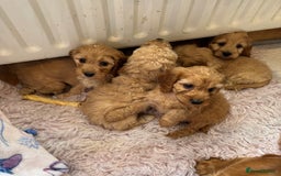 Cockapoo dogs for sale: MINIATURE COCKAPOO PUPPIES RUBYS & GOLDEN  - Image 3